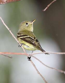 黄腹纹霸鹟 / Yellow-bellied Flycatcher / Empidonax flaviventris