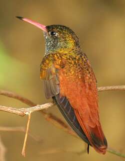 艳蜂鸟 / Amazilia Hummingbird / Amazilis amazilia