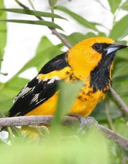 白边拟鹂 / White-edged Oriole / Icterus graceannae