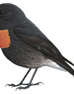 岩鸲鹟 / Snow Mountain Robin / Petroica archboldi