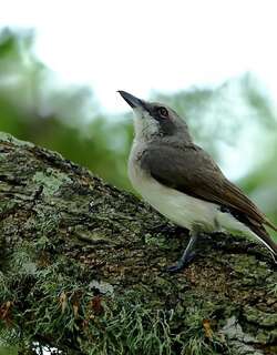 斯里兰卡林鵙 / Sri Lanka Woodshrike / Tephrodornis affinis