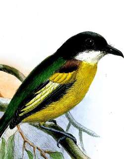 金翅哑霸鹟 / Golden-winged Tody-Flycatcher / Poecilotriccus calopterus