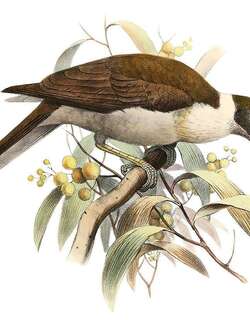 白枕吮蜜鸟 / Manus Friarbird / Philemon albitorques