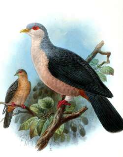 长尾山鸠 / Buru Mountain Pigeon / Gymnophaps mada
