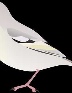 扎氏麻雀 / Zarudny’s Sparrow / Passer zarudnyi