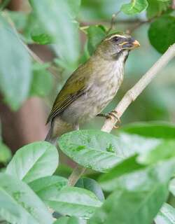 小安第斯舞雀 / Lesser Antillean Saltator / Saltator albicollis