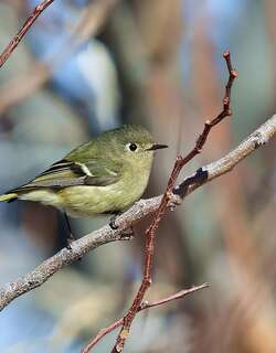 红冠戴菊 / Ruby-crowned Kinglet / Regulus calendula
