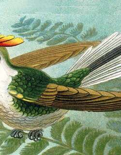 角蜂鸟 / Horned Sungem / Heliactin bilophus