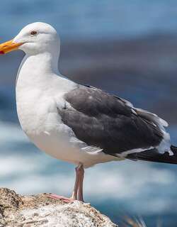 西美鸥 / Western Gull / Larus occidentalis