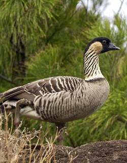 夏威夷黑雁 / Nene / Branta sandvicensis