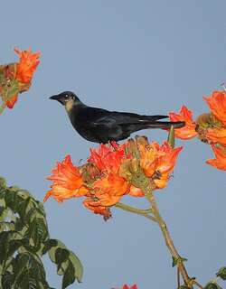 西纳劳乌鸦 / Sinaloa Crow / Corvus sinaloae