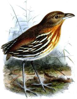 赭纹蚁鸫 / Ochre-striped Antpitta / Grallaria dignissima