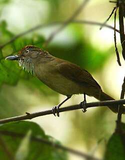 巴拉望树鹛 / Melodious Babbler / Malacopteron palawanense