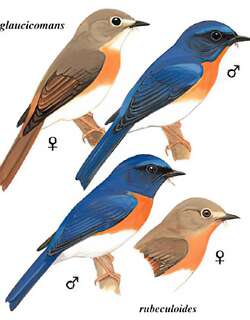蓝喉仙鹟 / Blue-throated Blue Flycatcher / Cyornis rubeculoides
