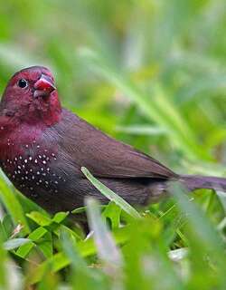 褐背火雀 / Brown Firefinch / Lagonosticta nitidula