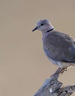 环颈斑鸠 / Ring-necked Dove / Streptopelia capicola