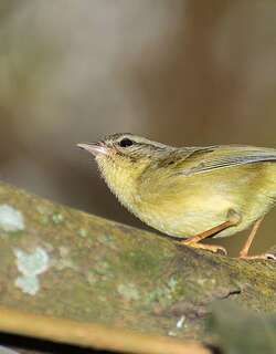 三纹王森莺 / Three-striped Warbler / Basileuterus tristriatus