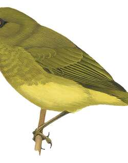 马莱绣眼鸟 / Malaita White-eye / Zosterops stresemanni