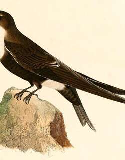 白尾梢雨燕 / White-tipped Swift / Aeronautes montivagus