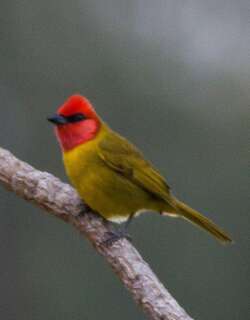 红头丽唐纳雀 / Red-headed Tanager / Piranga erythrocephala