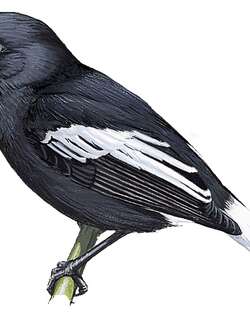 乌阿珀果鹟 / Ua Pou Monarch / Pomarea mira