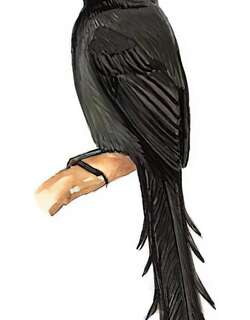 塔尾树鹊 / Ratchet-tailed Treepie / Temnurus temnurus