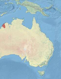 黑草鹩莺 / Black Grasswren / Amytornis housei