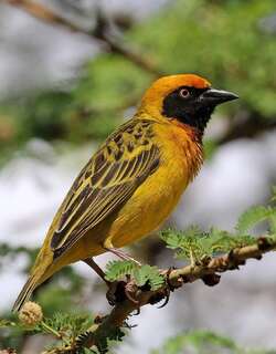 斯氏织巢鸟 / Speke’s Weaver / Ploceus spekei