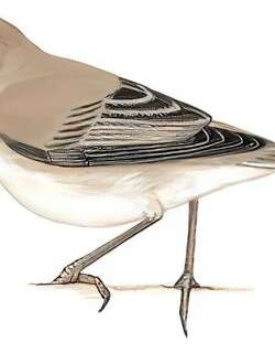 草绿篱莺 / Eastern Olivaceous Warbler / Iduna pallida