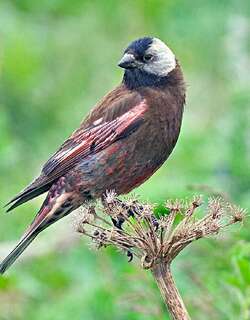 灰头岭雀 / Grey-crowned Rosy Finch / Leucosticte tephrocotis