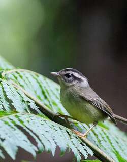 黑耳王森莺 / Black-eared Warbler / Basileuterus melanotis