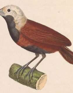 白顶文鸟 / White-capped Munia / Lonchura ferruginosa