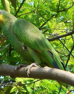 橙翅鹦哥 / Orange-winged Amazon / Amazona amazonica