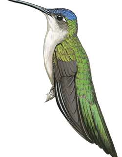 长尾刀翅蜂鸟 / Long-tailed Sabrewing / Pampa excellens