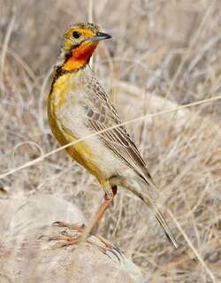 橙喉长爪鹡鸰 / Cape Longclaw / Macronyx capensis