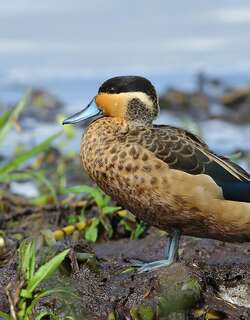 南非鸭 / Hottentot Teal / Spatula hottentota