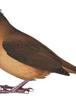 冠林鵙鹟 / Piping Bellbird / Ornorectes cristatus