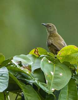 灰绿鹎 / Little Grey Greenbul / Eurillas gracilis