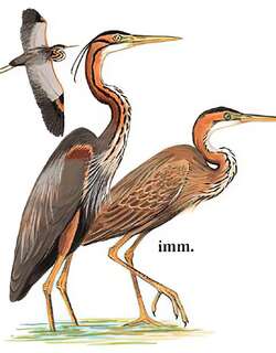 草鹭 / Purple Heron / Ardea purpurea
