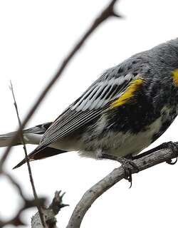 黑胸虫森莺 / Bachman’s Warbler / Vermivora bachmanii