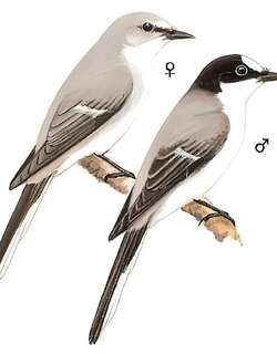 灰山椒鸟 / Ashy Minivet / Pericrocotus divaricatus