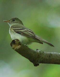 绿纹霸鹟 / Acadian Flycatcher / Empidonax virescens