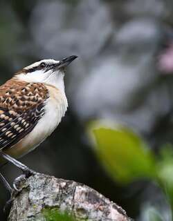 棕背曲嘴鹪鹩 / Rufous-backed Wren / Campylorhynchus capistratus
