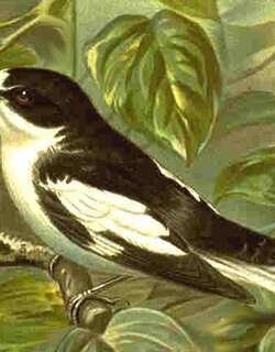 半领姬鹟 / Semicollared Flycatcher / Ficedula semitorquata