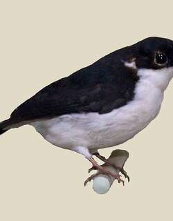 非洲鵙鹟 / African Shrike-flycatcher / Megabyas flammulatus