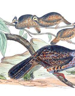 长尾林鹑 / Long-tailed Wood Partridge / Dendrortyx macroura