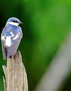 白翅树燕 / White-winged Swallow / Tachycineta albiventer