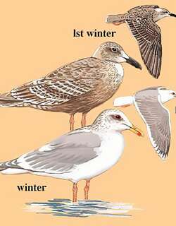 灰翅鸥 / Glaucous-winged Gull / Larus glaucescens