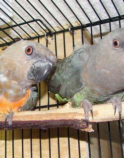 红腹鹦鹉 / Red-bellied Parrot / Poicephalus rufiventris