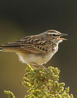 黄褐歌百灵 / Fawn-colored Lark / Calendulauda africanoides